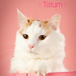 Thumbnail photo of Tatum #2