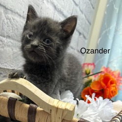 Photo of Ozander