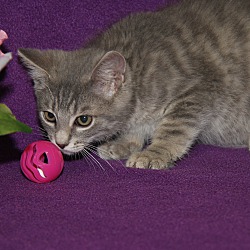 Thumbnail photo of Chipotle (Las Trancas' kitten) #3