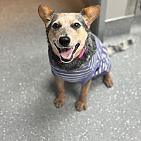 adopt a pet