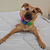 adopt a pet