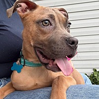 adopt a pet