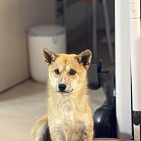 adopt a pet