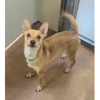 adopt-pet