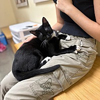 adopt a pet