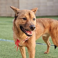 adopt-pet