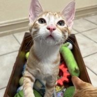 adopt a pet