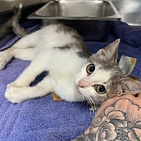 adopt a pet