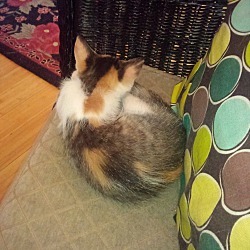 Thumbnail photo of Ailie, A Very Sweet Calico… #4