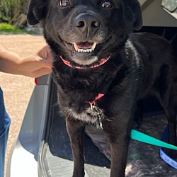 Photo of Juniper