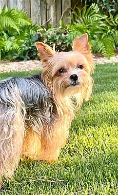 Alpharetta, GA - Yorkie, Yorkshire Terrier. Meet Muppet Man A Pet For ...