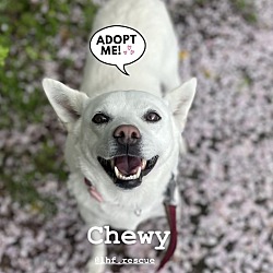 Thumbnail photo of Chewy #2