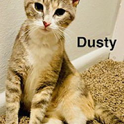 Thumbnail photo of Dusty #3