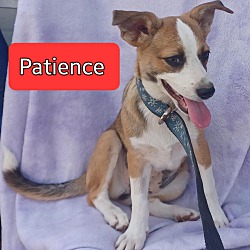 Thumbnail photo of Patience #1