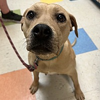 adopt a pet