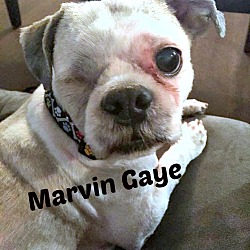 Thumbnail photo of Marvin Gaye #1