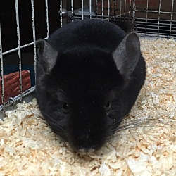 Thumbnail photo of 3m dark ebony male chinchilla #3