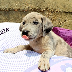 Thumbnail photo of Blaze~adopted! #2