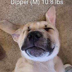 Photo of Dipper