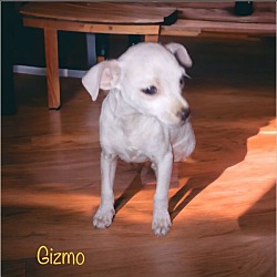 Photo of Gizmo