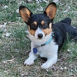 Photo of Josey Corgi