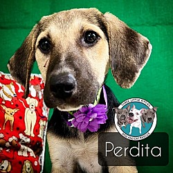 Thumbnail photo of Perdita Famous Doggy #1