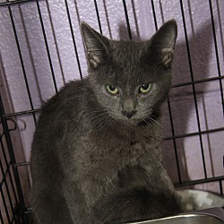 Thumbnail photo of Smokey (Neutered) #3