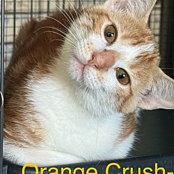 Thumbnail photo of Orange Crush 24 #1