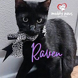 Thumbnail photo of Raven #2