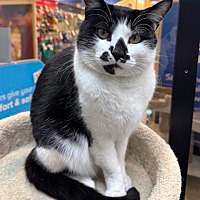 adopt a pet