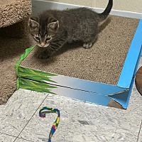 adopt a pet
