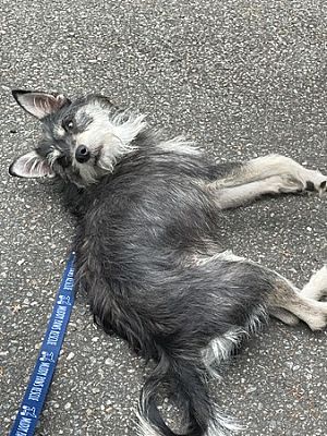 New York, NY Mutt. Meet PeeJay a Pet for Adoption