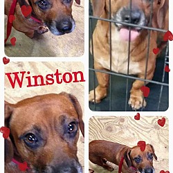 Thumbnail photo of Winston #3