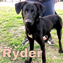 Thumbnail photo of Ryder #1