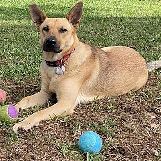 herding ball petsmart