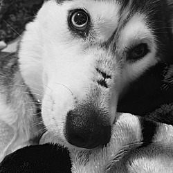 Thumbnail photo of Laika #4