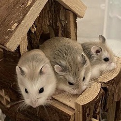 Photo of Dwarf Hamsters!