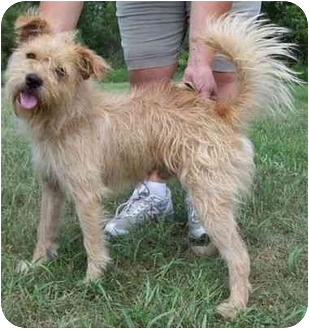 scruffy medium sized dogs