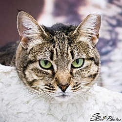 Photo of Queenie