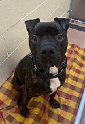 Norwalk, CT - Boxer/Pit Bull Terrier. Meet Arlo a Pet for Adoption ...