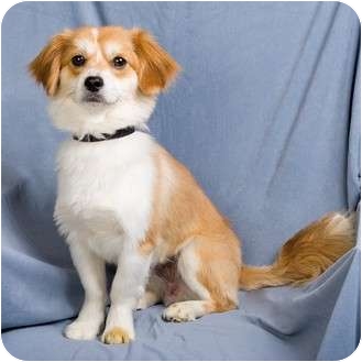 pekingese sheltie mix