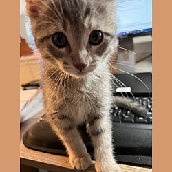 Thumbnail photo of Luna - pending adoption #1