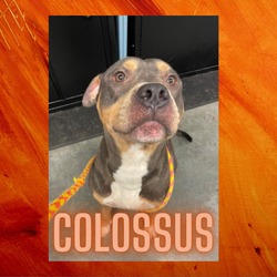 Thumbnail photo of Colossus #1