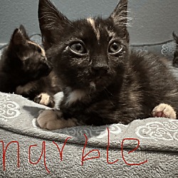 Thumbnail photo of MARBLE - Bella's Baby Girl #3