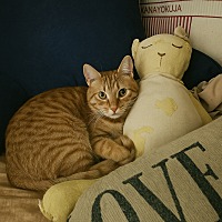 adopt a pet