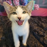 adopt-pet