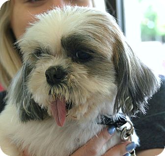 North Olmsted Oh Shih Tzu Meet Lollipop A Pet For Adoption