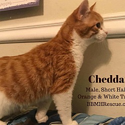 Thumbnail photo of Cheddar #3