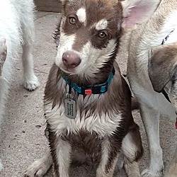 Thumbnail photo of Jayda - Certified Jeep Puppy #3