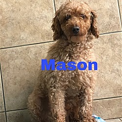 Thumbnail photo of Mason #2
